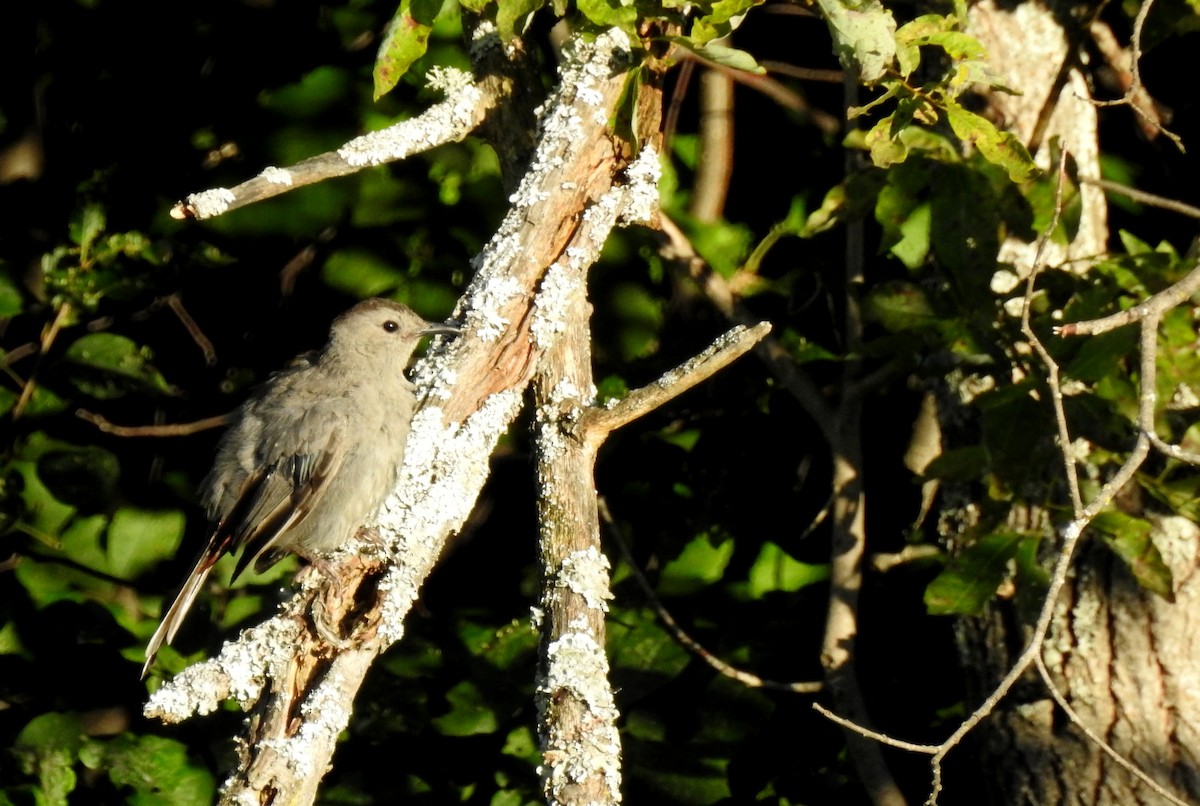 Pájaro Gato Gris - ML65899181