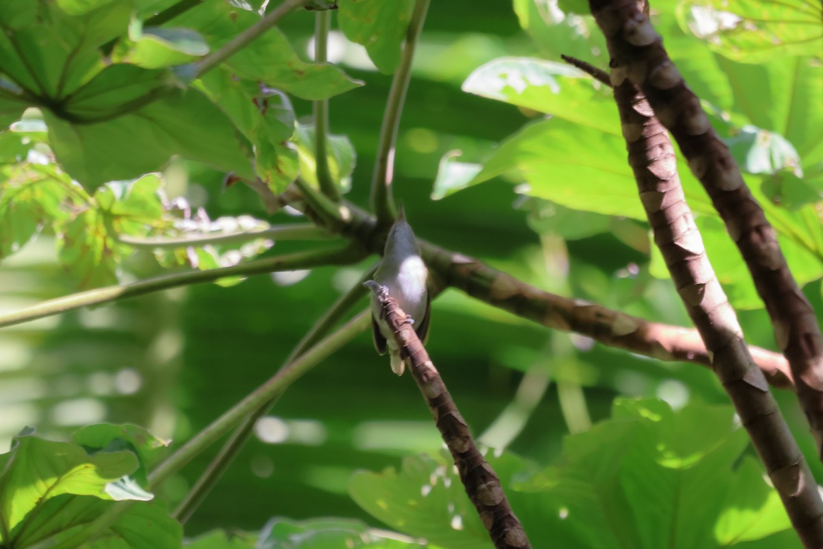 Bıyıklı Vireo - ML658992121