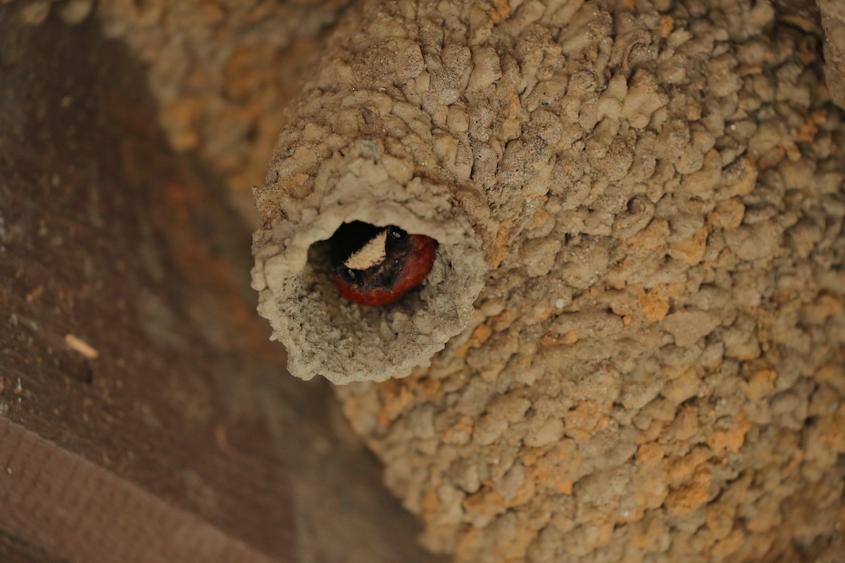 Cliff Swallow (pyrrhonota Group) - ML658992125