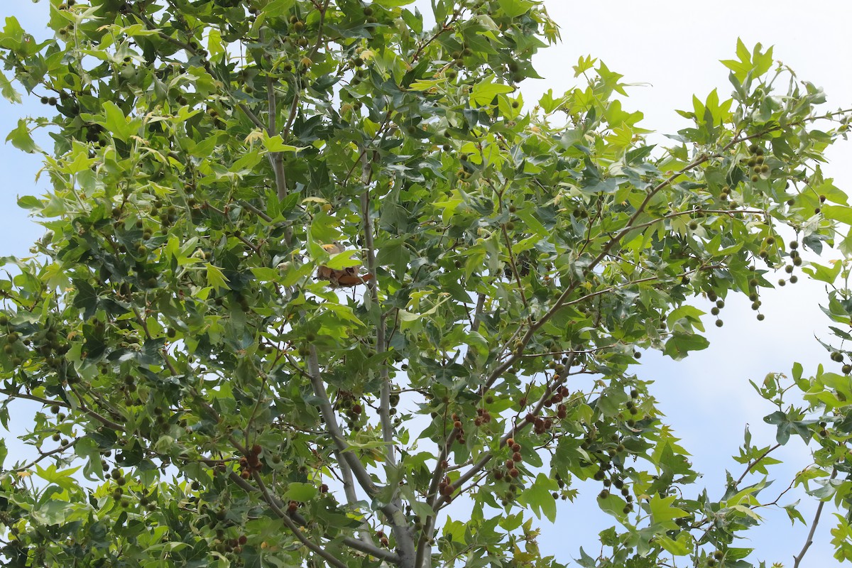 Bullock's Oriole - ML658992324