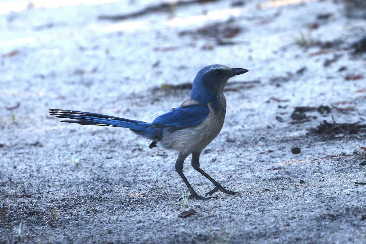 Florida Scrub-Jay - ML658992550