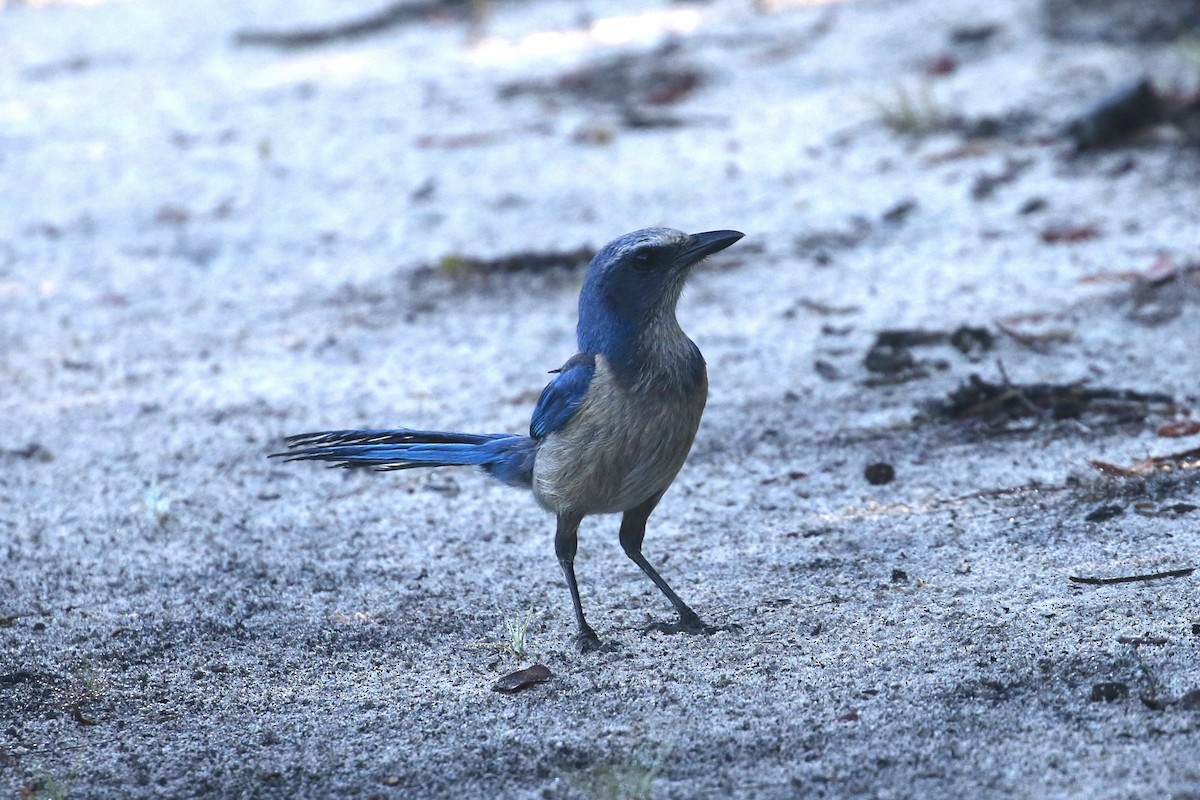 Florida Scrub-Jay - ML658992551