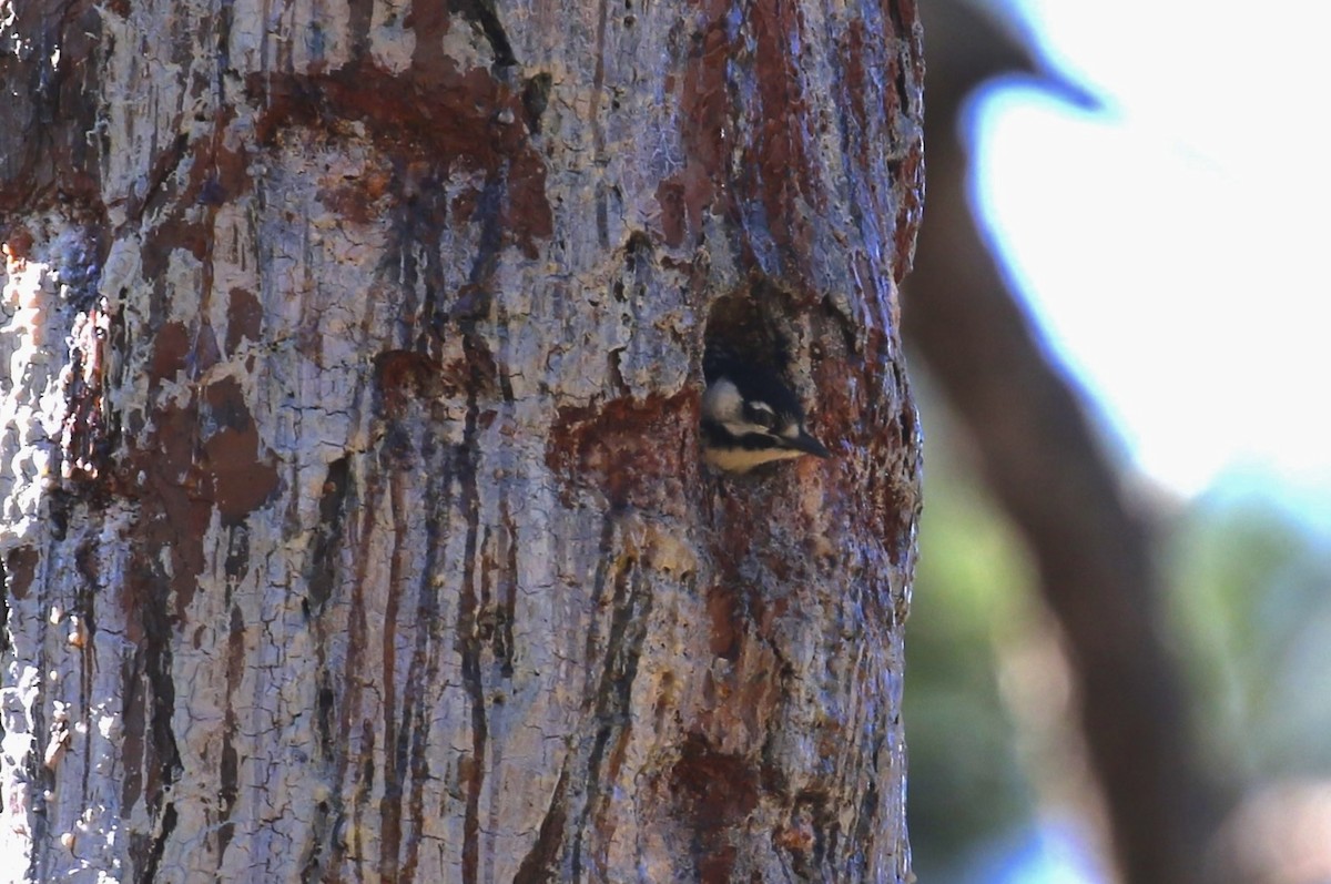 Red-cockaded Woodpecker - ML658992562