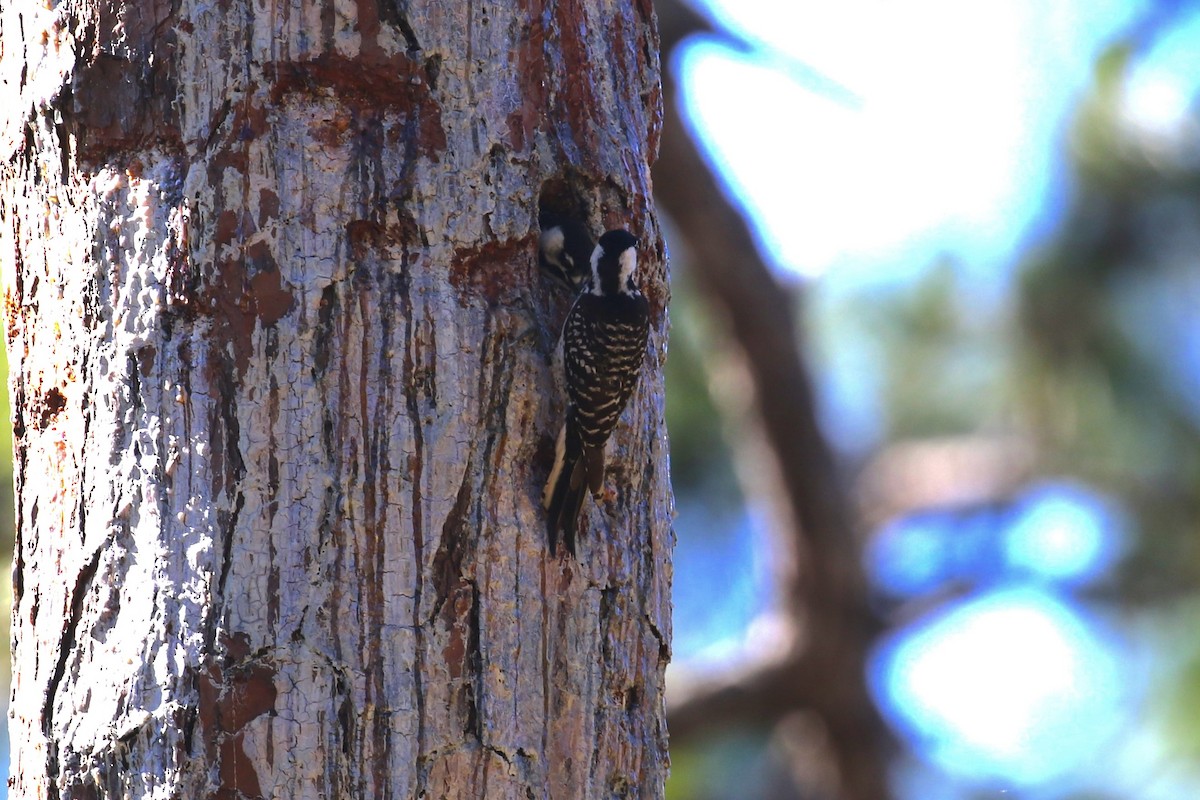 Red-cockaded Woodpecker - ML658992563
