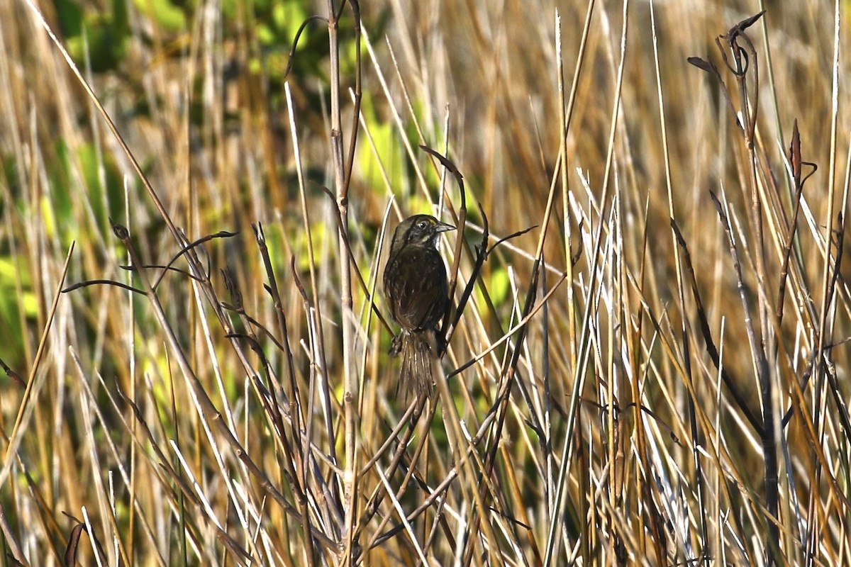 Seaside Sparrow - ML658992588