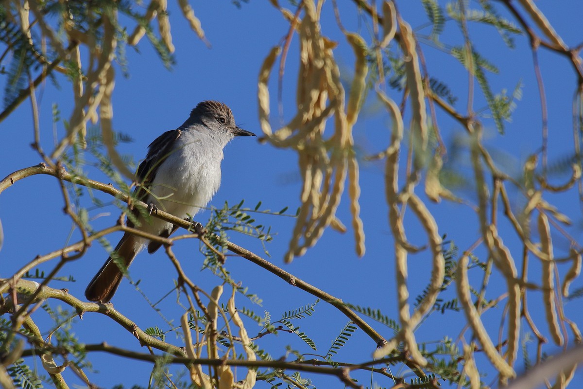 Ash-throated Flycatcher - ML658994936