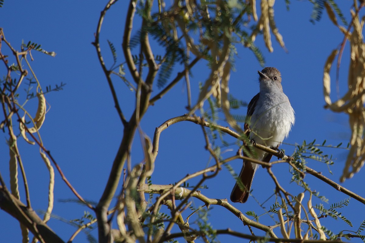Ash-throated Flycatcher - ML658994937