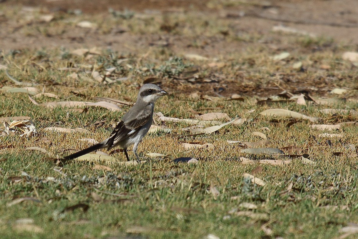 Loggerhead Shrike - ML658994943