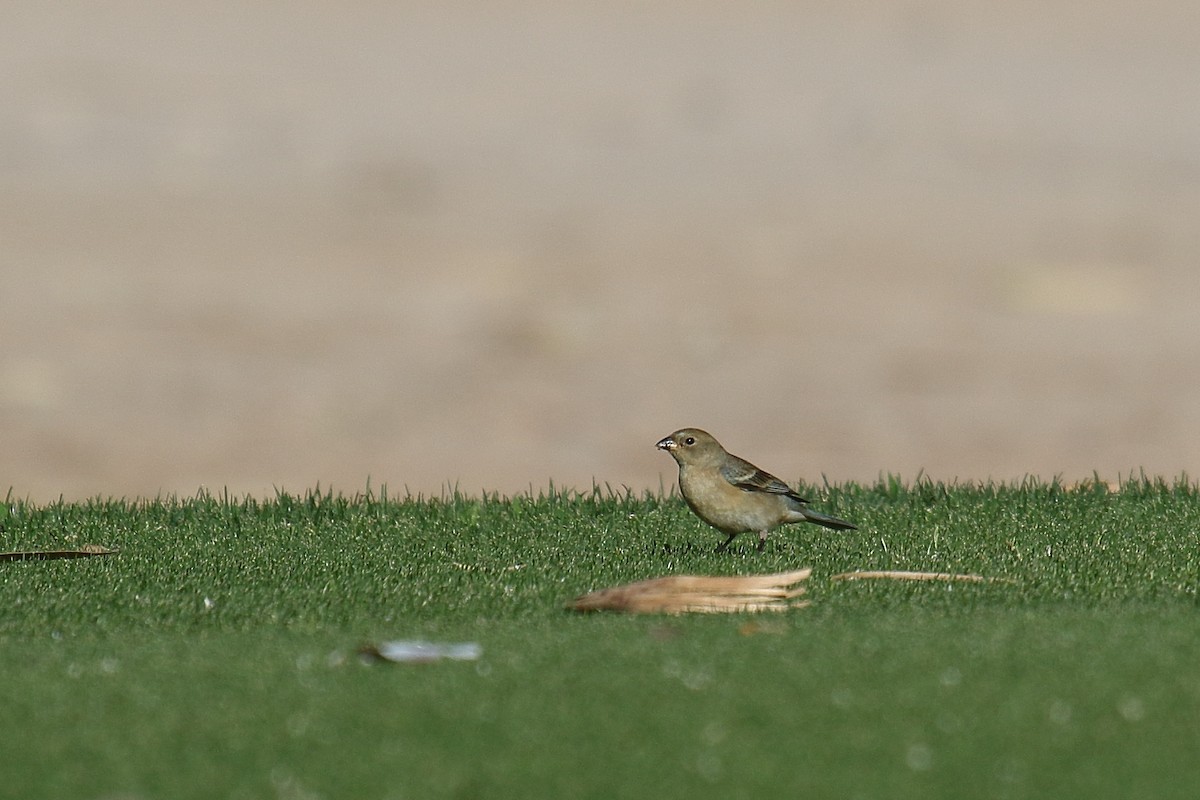 Lazuli Bunting - ML658994972