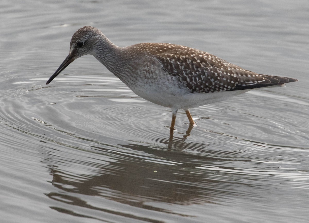 Lesser Yellowlegs - ML65899581