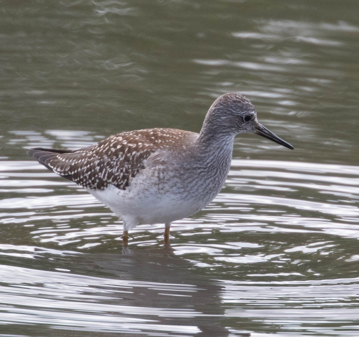 Lesser Yellowlegs - ML65899601