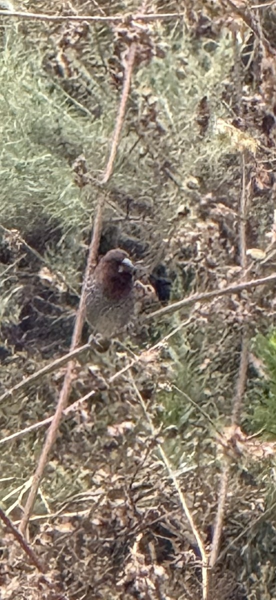 Scaly-breasted Munia - ML658996062