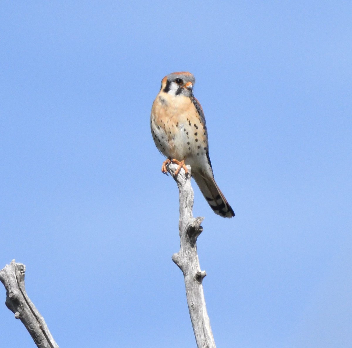 American Kestrel - ML658996142