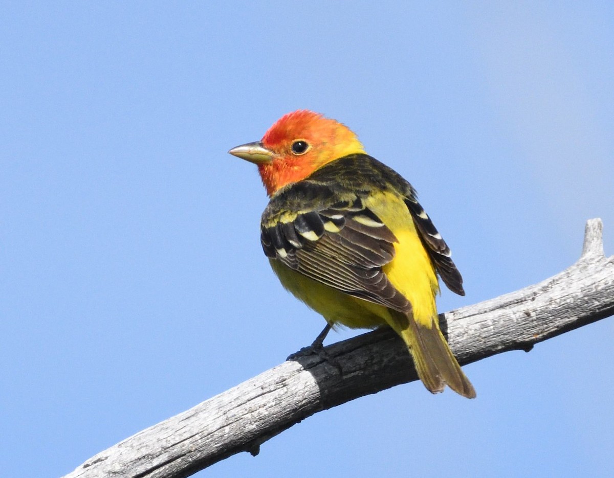 Western Tanager - ML658996154