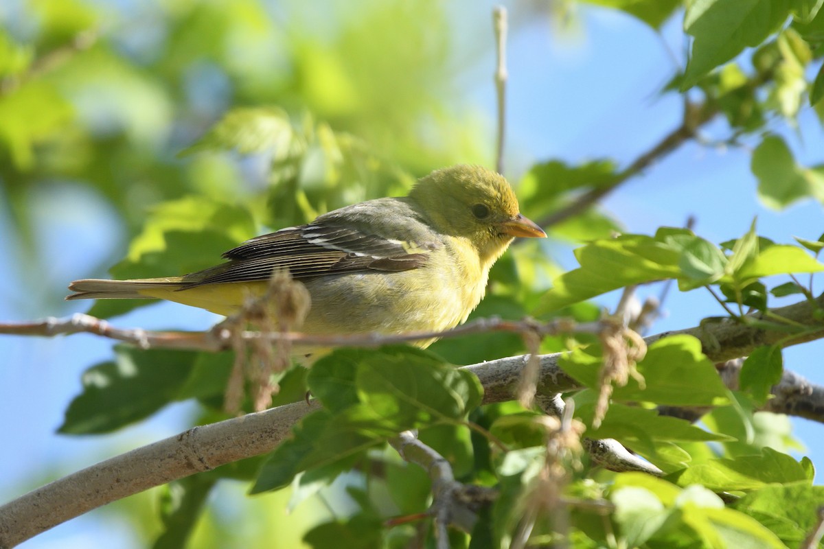 Western Tanager - ML658996155
