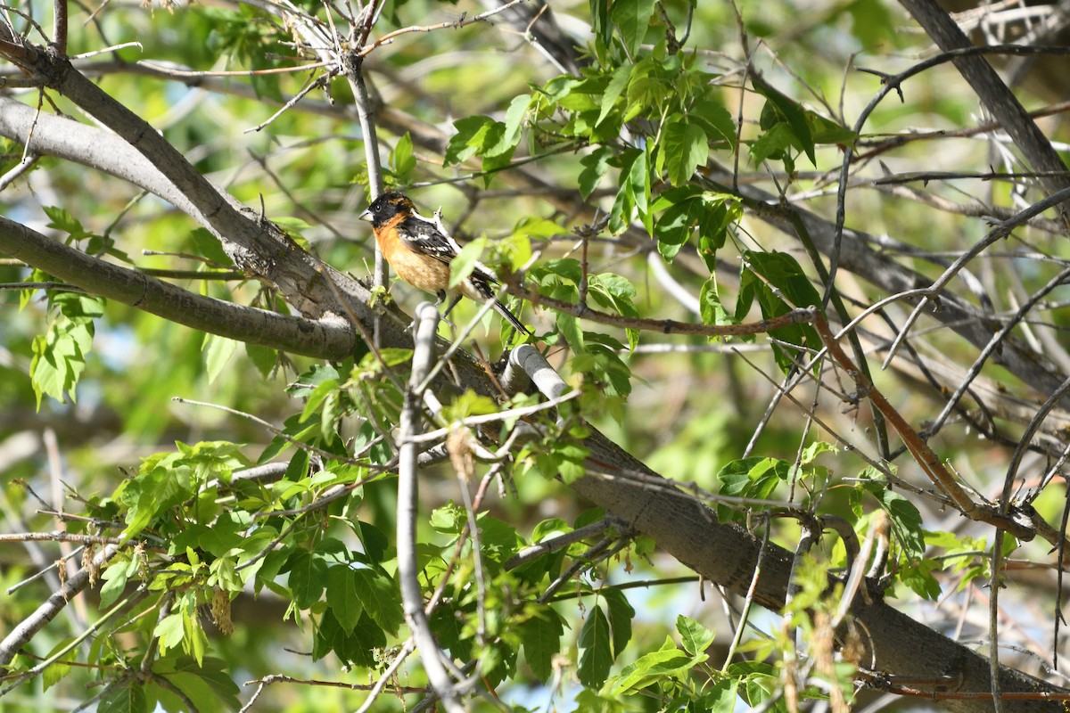 Black-headed Grosbeak - ML658996203