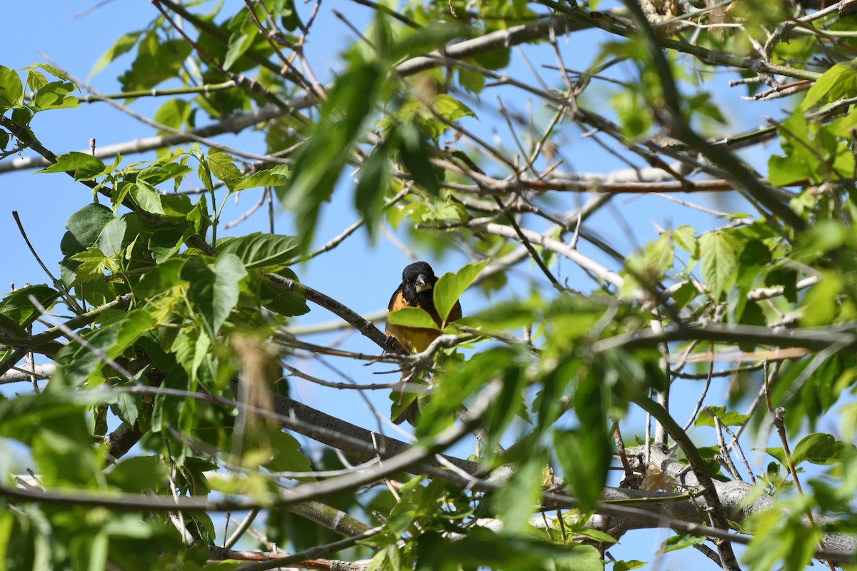 Black-headed Grosbeak - ML658996204