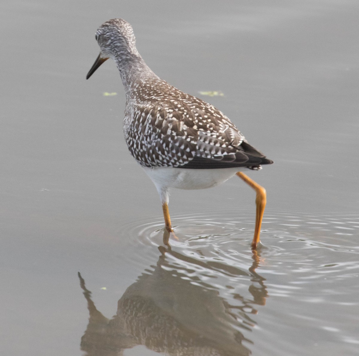 Lesser Yellowlegs - ML65899621