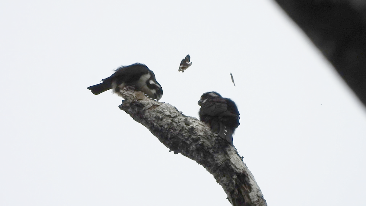 Black-thighed Falconet - ML658996927