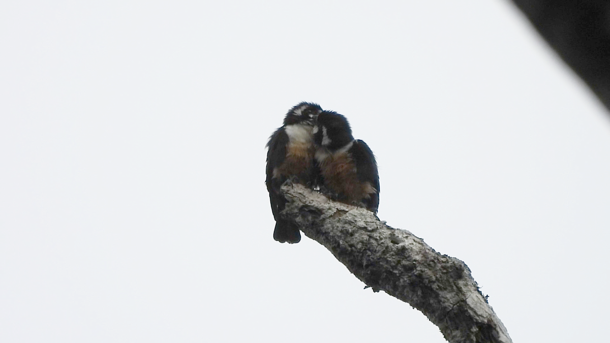 Black-thighed Falconet - ML658996928