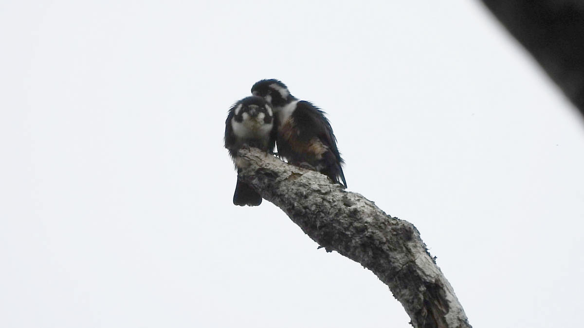 Black-thighed Falconet - ML658996929