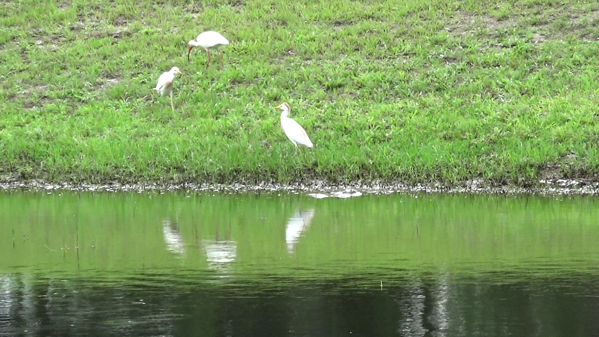 Western Cattle-Egret - ML658997101