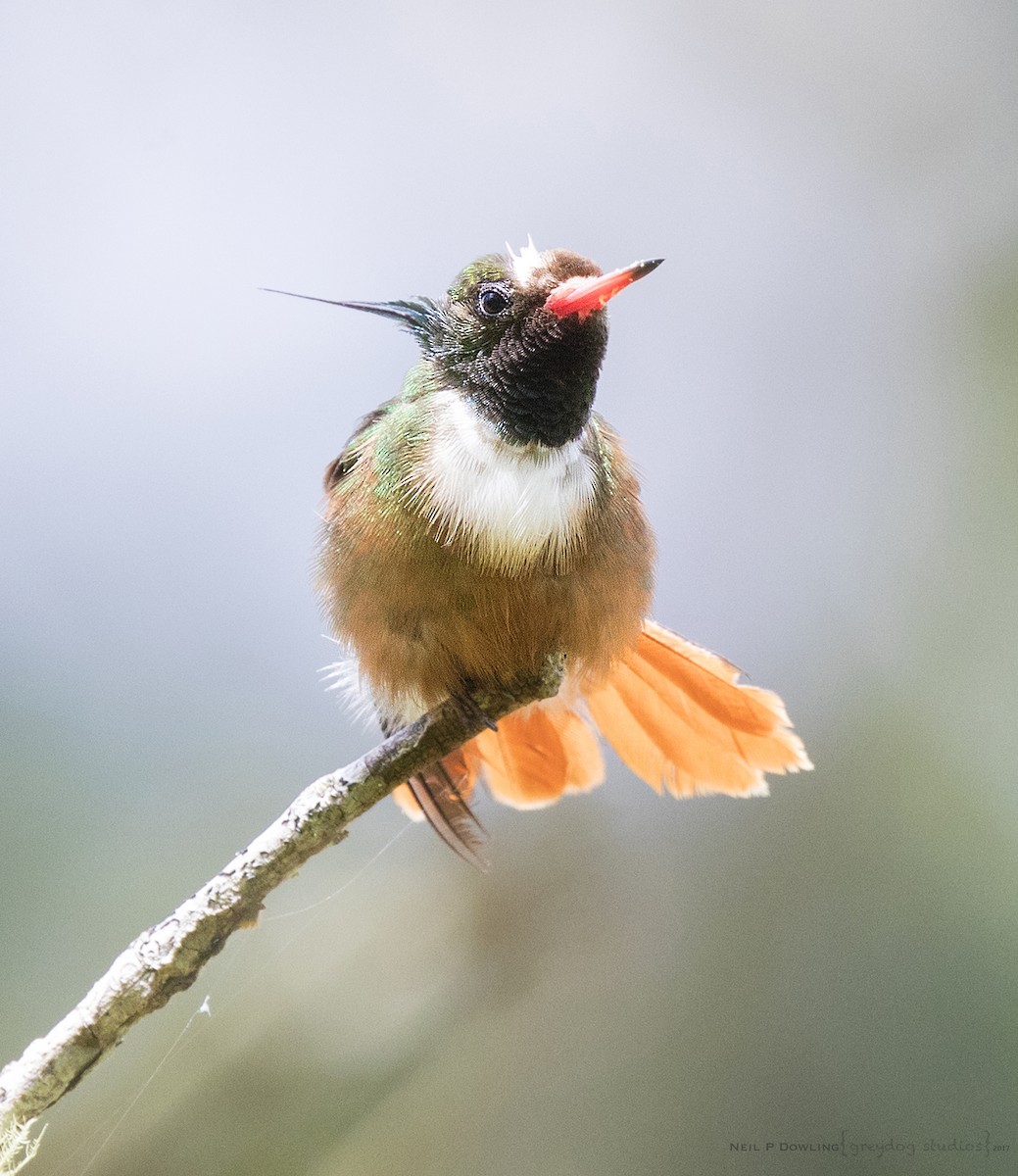 White-crested Coquette - ML65899731