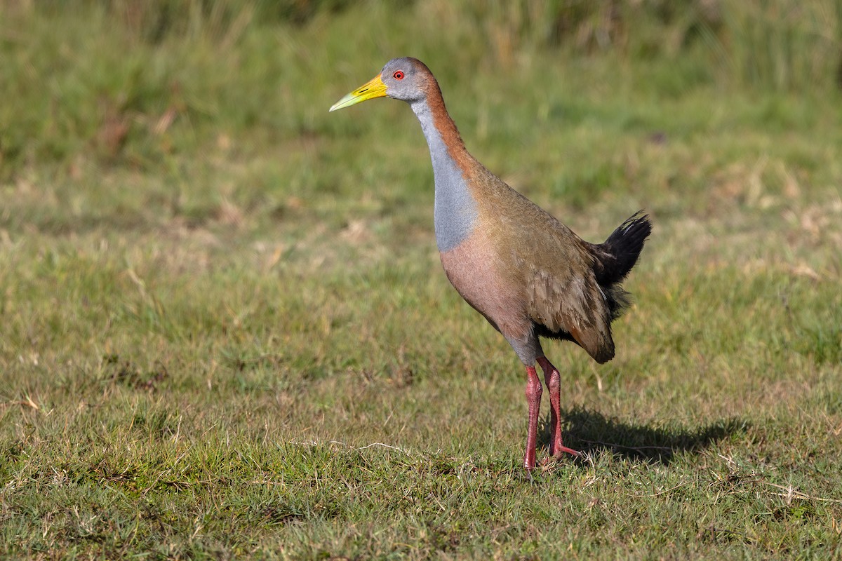 Giant Wood-Rail - ML658997363