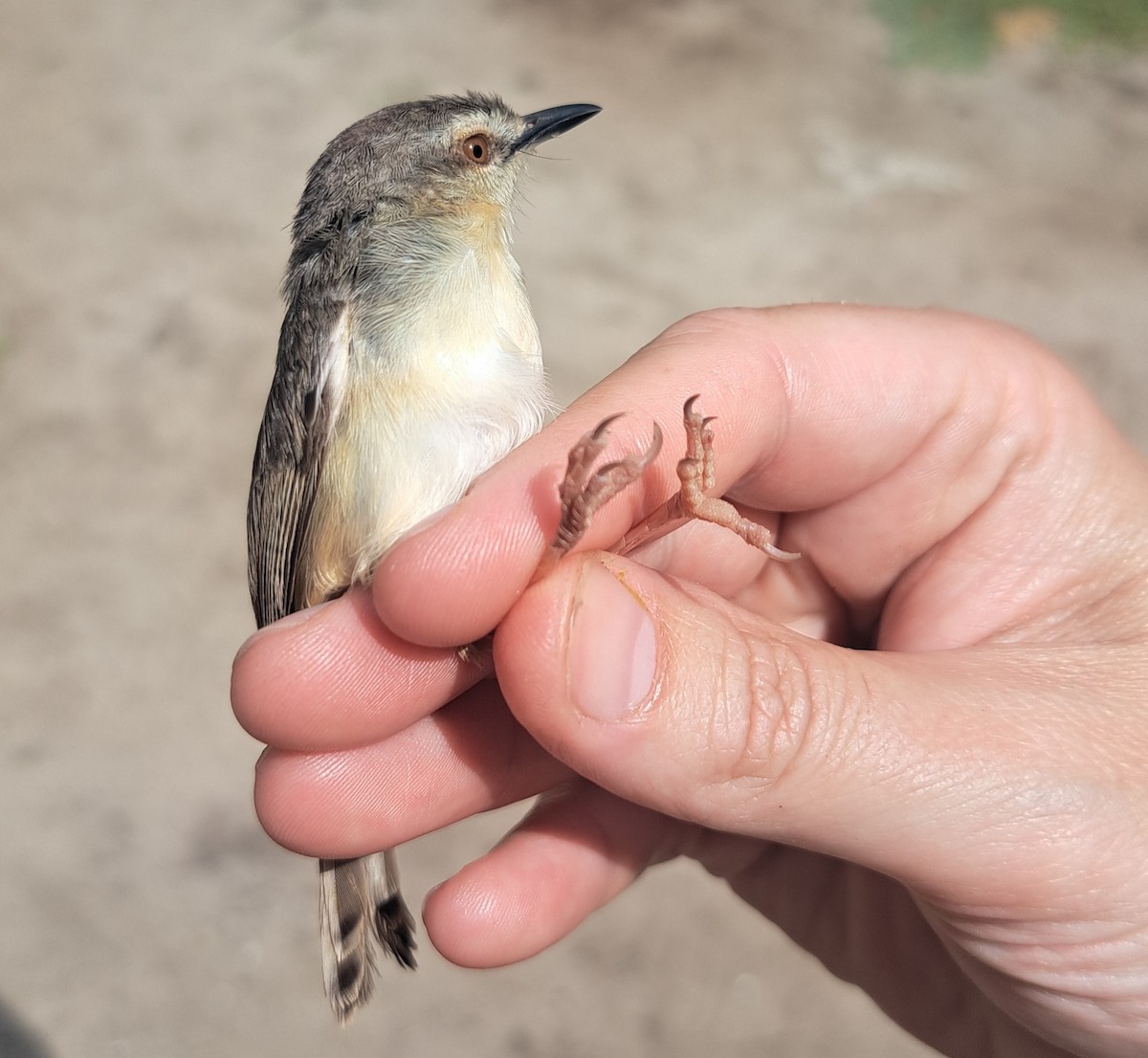Tawny-flanked Prinia - ML658997508