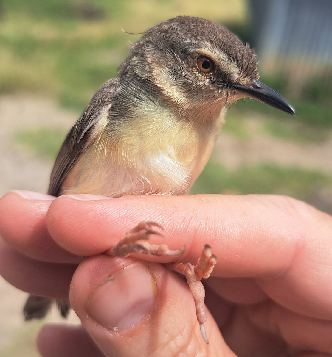 Tawny-flanked Prinia - ML658997518
