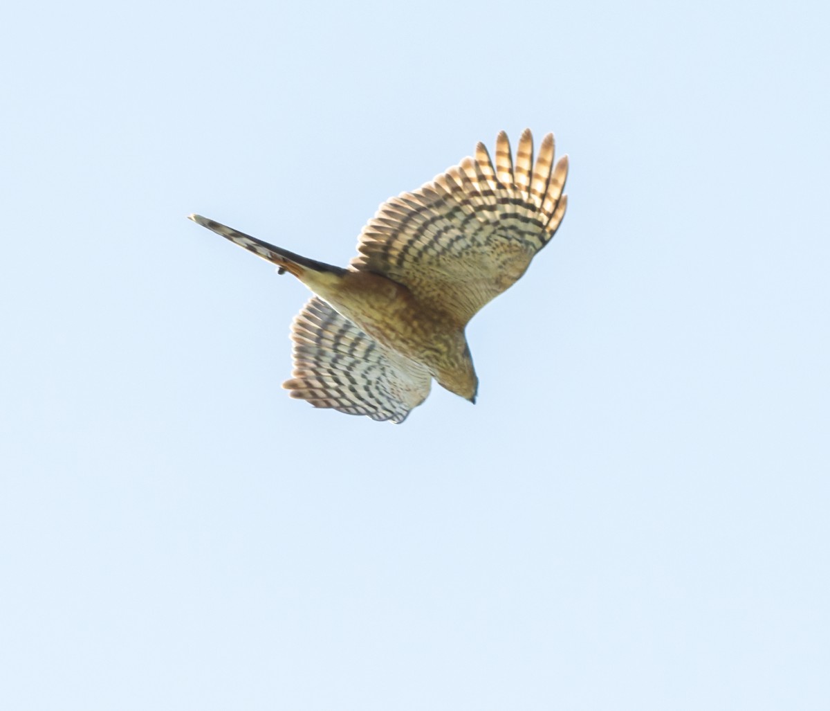 African Goshawk - ML658997701
