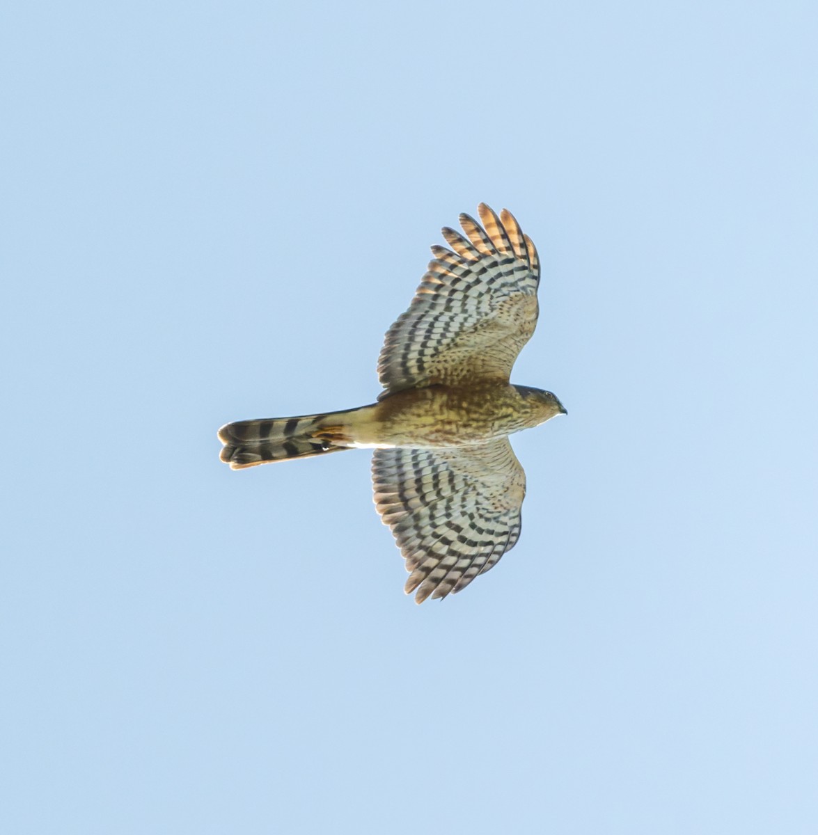 African Goshawk - ML658997702