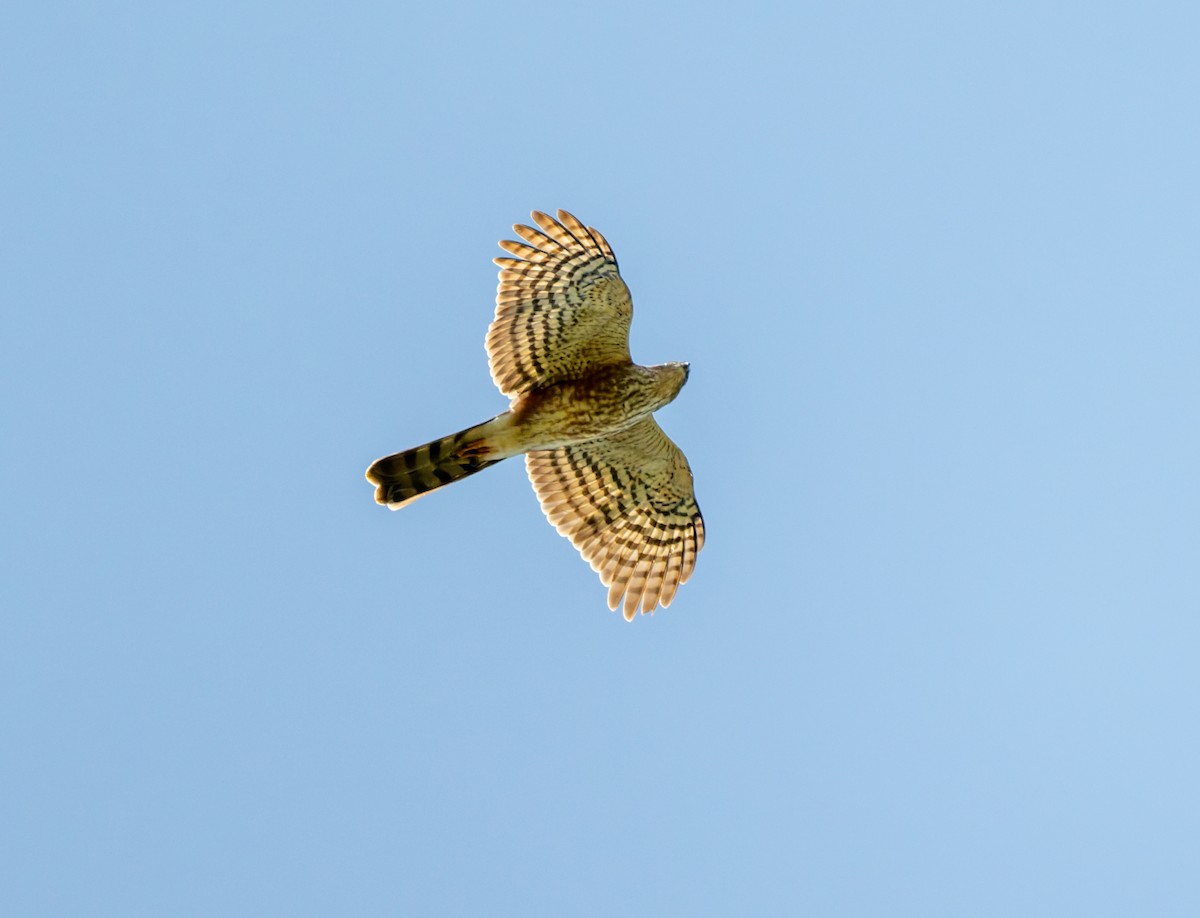 African Goshawk - ML658997703