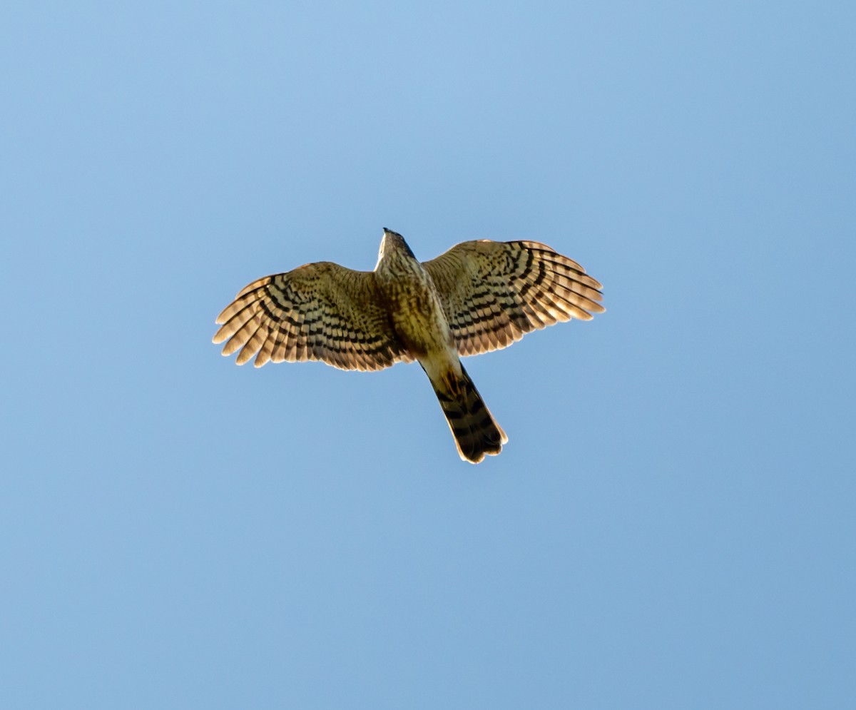 African Goshawk - ML658997704