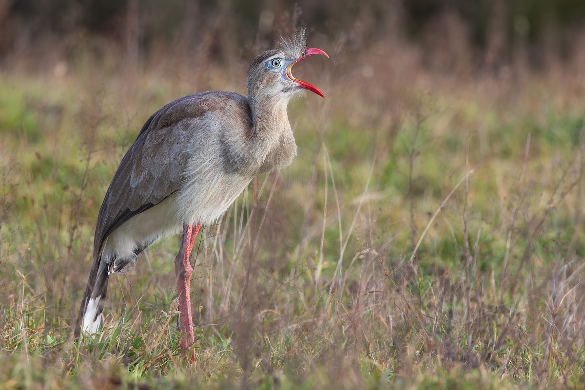 Red-legged Seriema - ML658997710