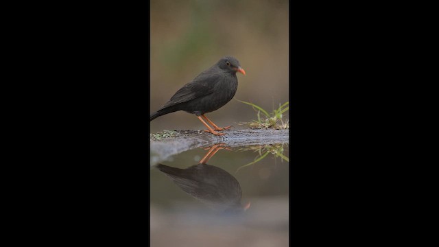 Chiguanco Thrush - ML658998504