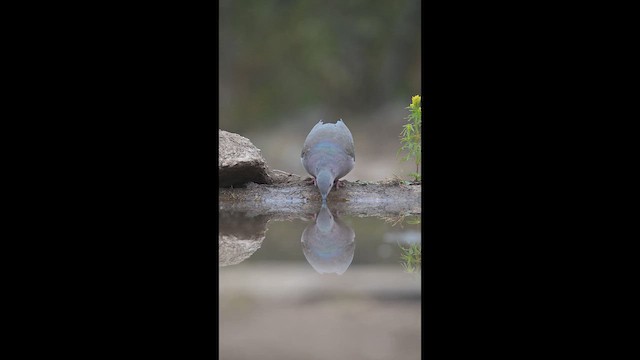 White-tipped Dove - ML658998518