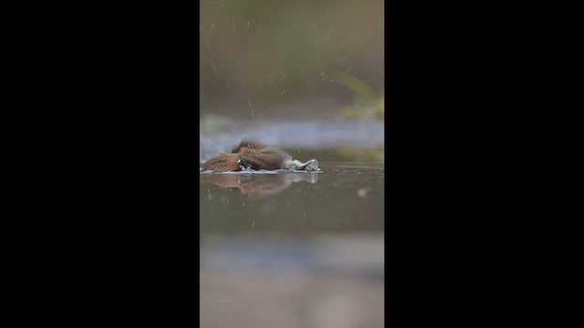Southern House Wren - ML658998527