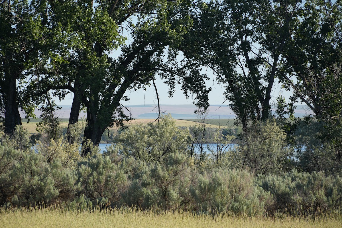 null - ML658998962