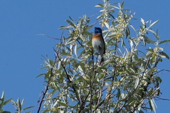 Lazuli Bunting - ML658999112