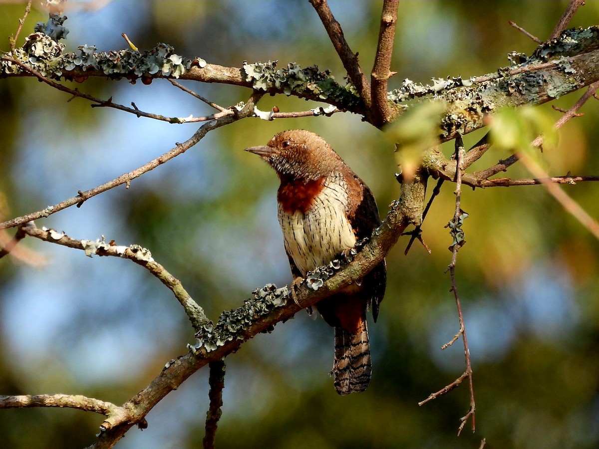 Red-throated Wryneck - ML658999886