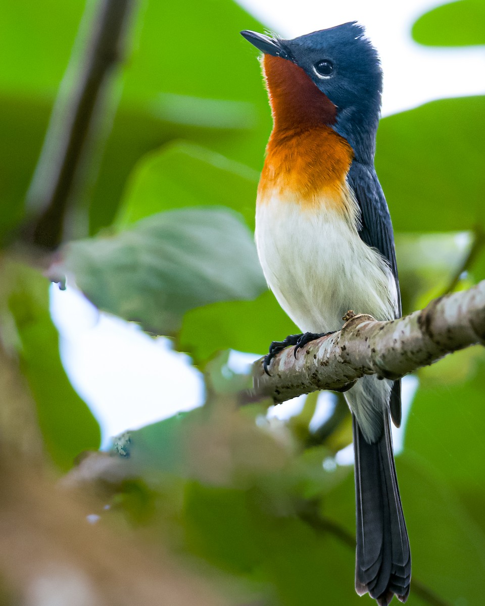 Broad-billed Flycatcher - ML659000697