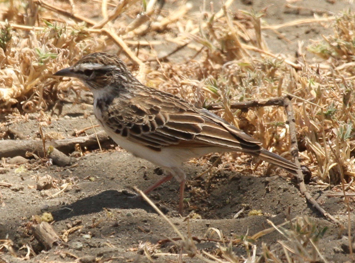 Short-tailed Lark - ML659001121