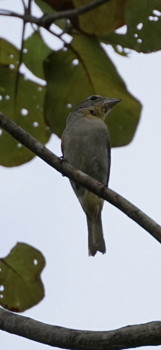 Rose-throated Tanager - ML659001291