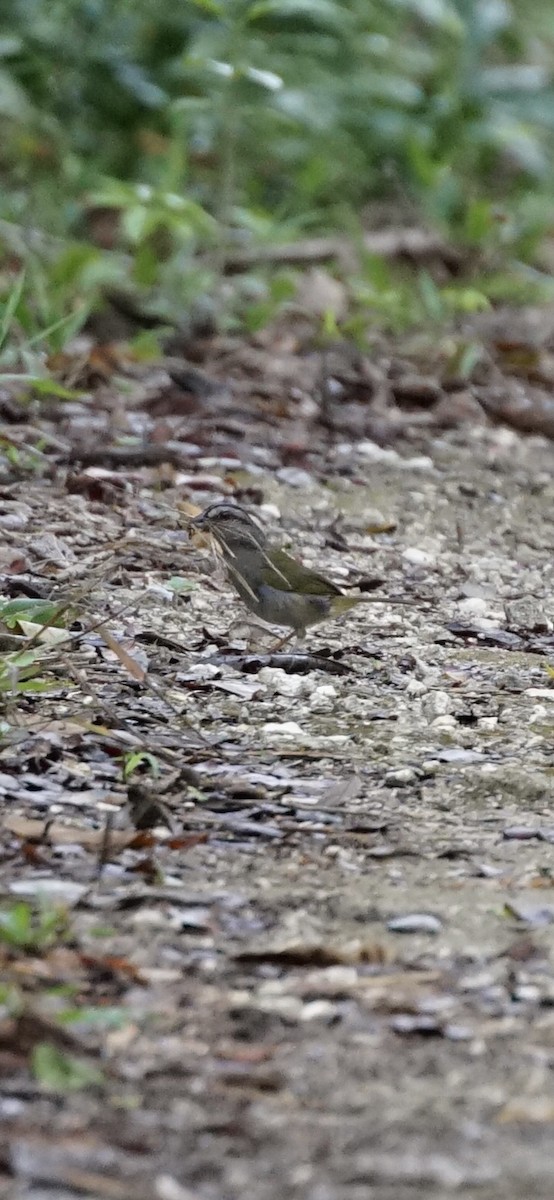 Green-backed Sparrow - ML659001320