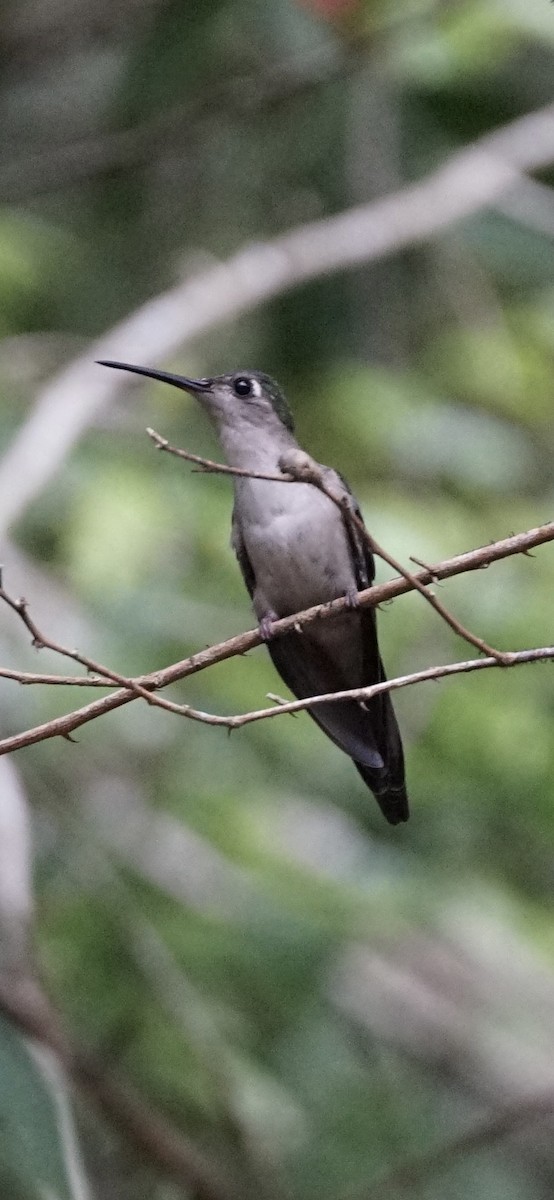 Wedge-tailed Sabrewing - ML659001440