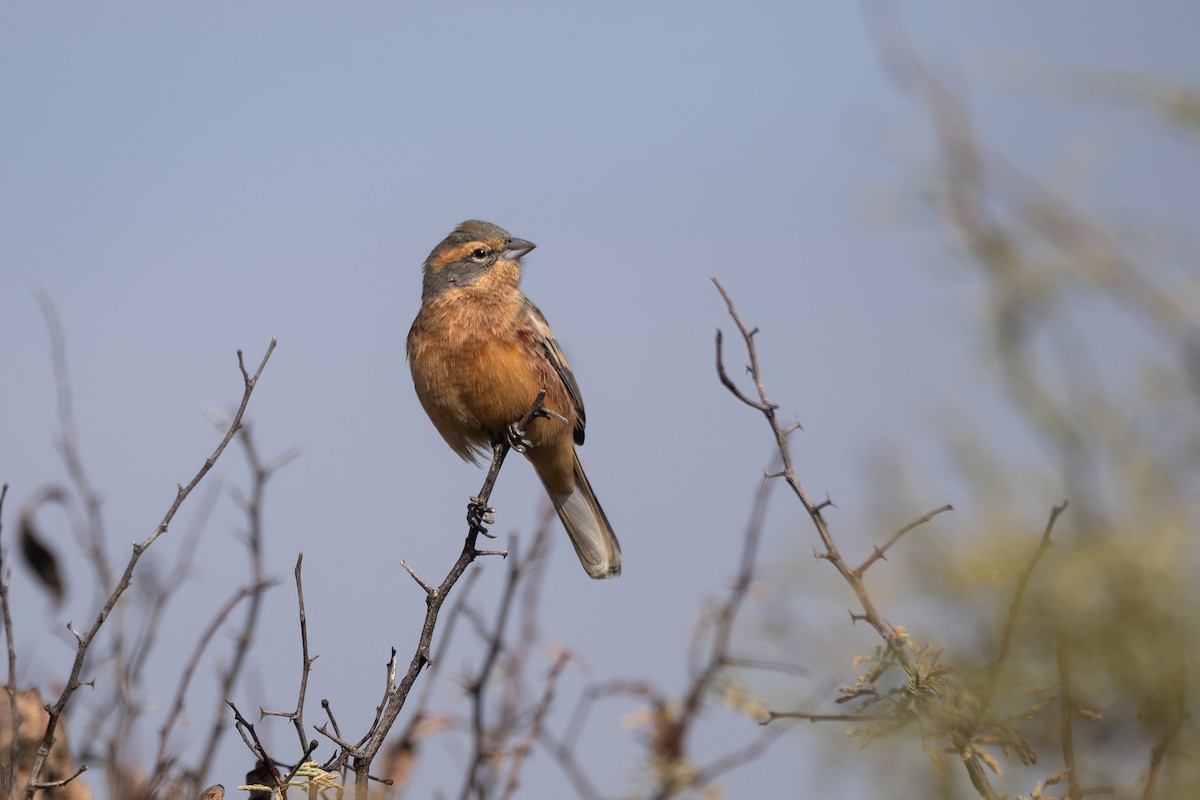 Cinnamon Warbling Finch - ML659002121