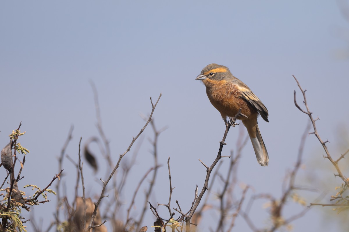 Cinnamon Warbling Finch - ML659002122