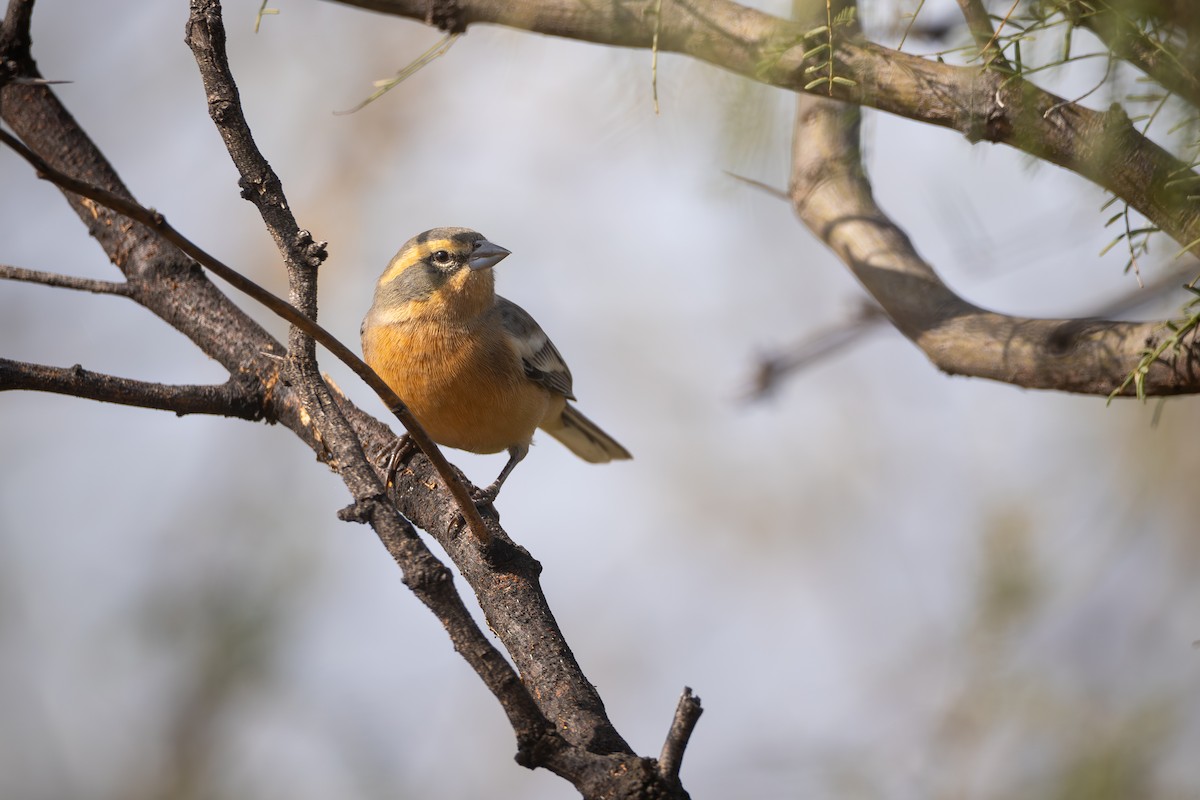 Cinnamon Warbling Finch - ML659002123