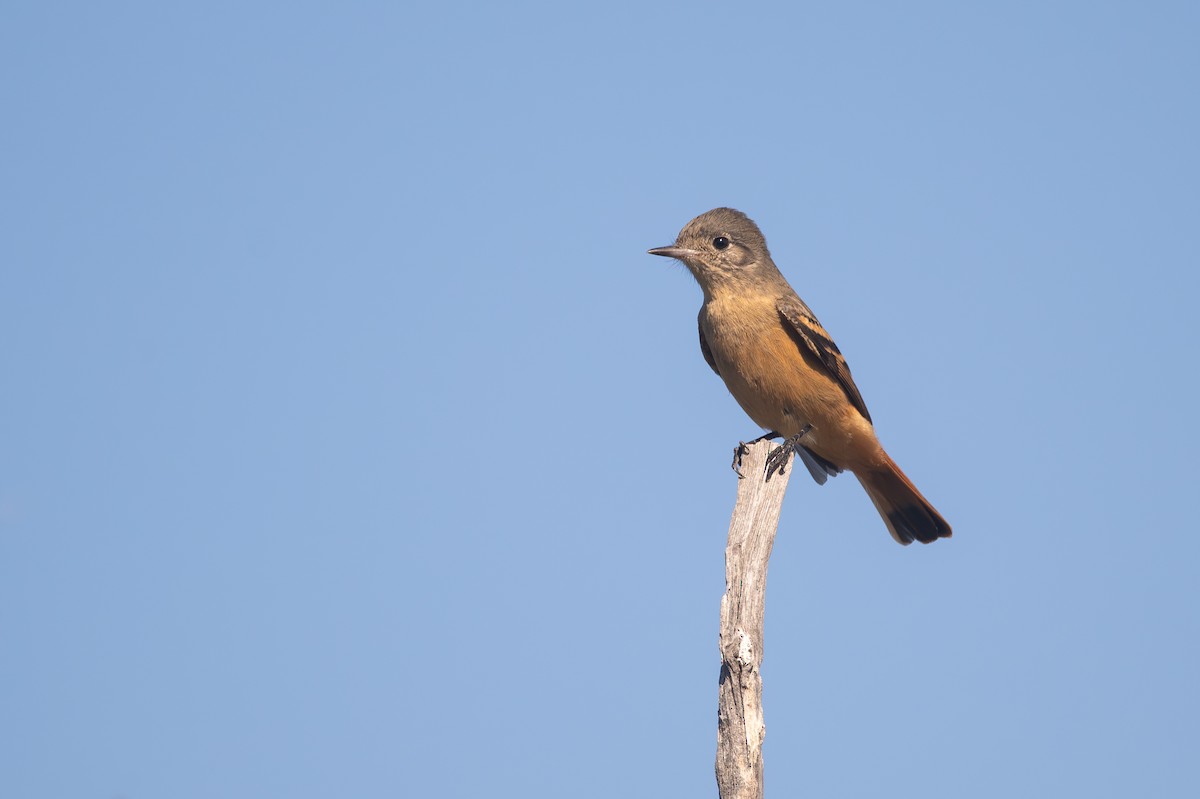 White-winged Black-Tyrant - ML659002195